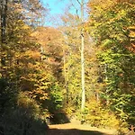 Haus Waldfrieden, Meinecardplus Inklusive Willingen (Upland)