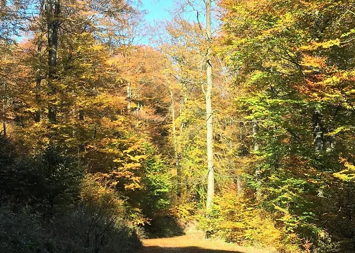 Haus Waldfrieden, Meinecardplus Inklusive Willingen (Upland)